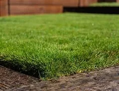 CAVALIER (ZOYSIA)