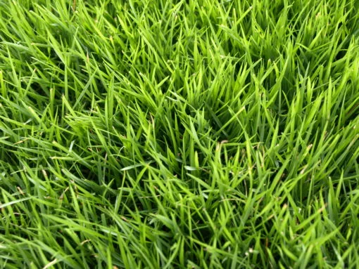 EMERALD (ZOYSIA)
