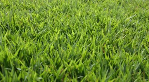 PALISADE (ZOYSIA) - PER PIECE $ 3.00