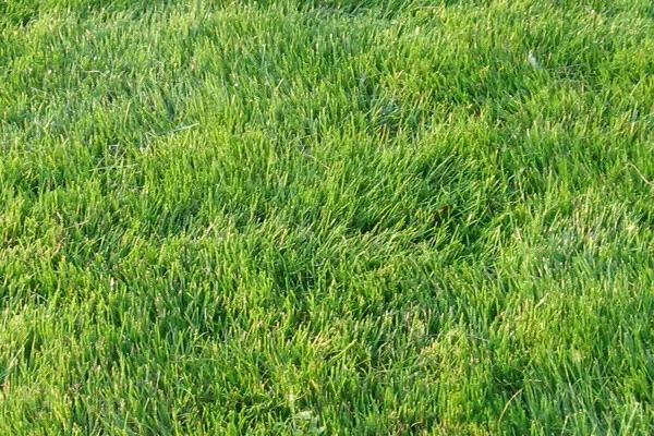ZORRO (ZOYSIA)